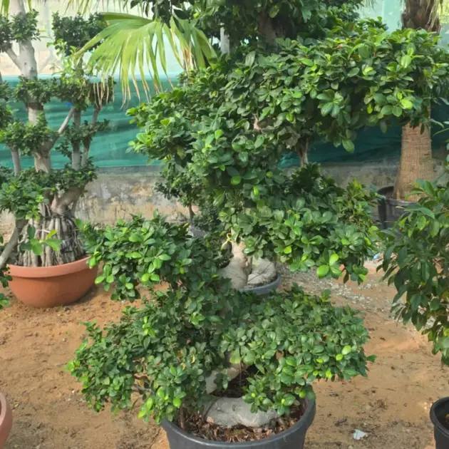 Bonsai Trunk (Ficus Bonsai) – Artistic Miniature Tree with Sculptural Form