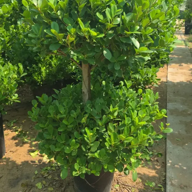 Ficus Panda Two Head (Ficus microcarpa ‘Panda’) – Double Crown Evergreen Ornamental Tree