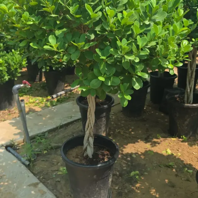 Ficus Panda One Head (Ficus microcarpa ‘Panda’) – Elegant Evergreen Ornamental Tree