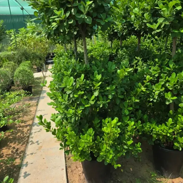 Ficus Panda Three Head (Ficus microcarpa ‘Panda’) – Triple Crown Evergreen Ornamental Tree