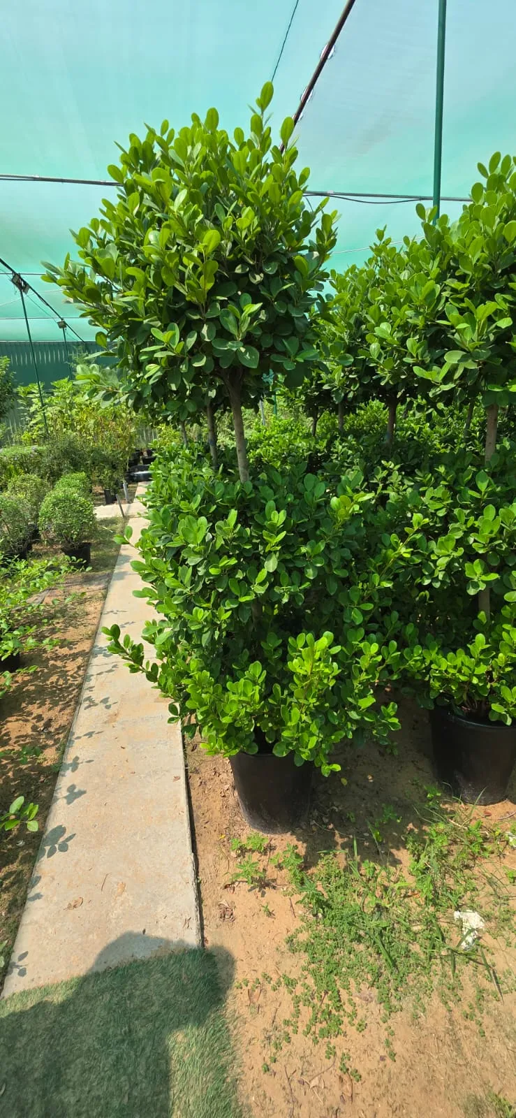 Ficus Panda Three Head (Ficus microcarpa ‘Panda’) – Triple Crown Evergreen Ornamental Tree