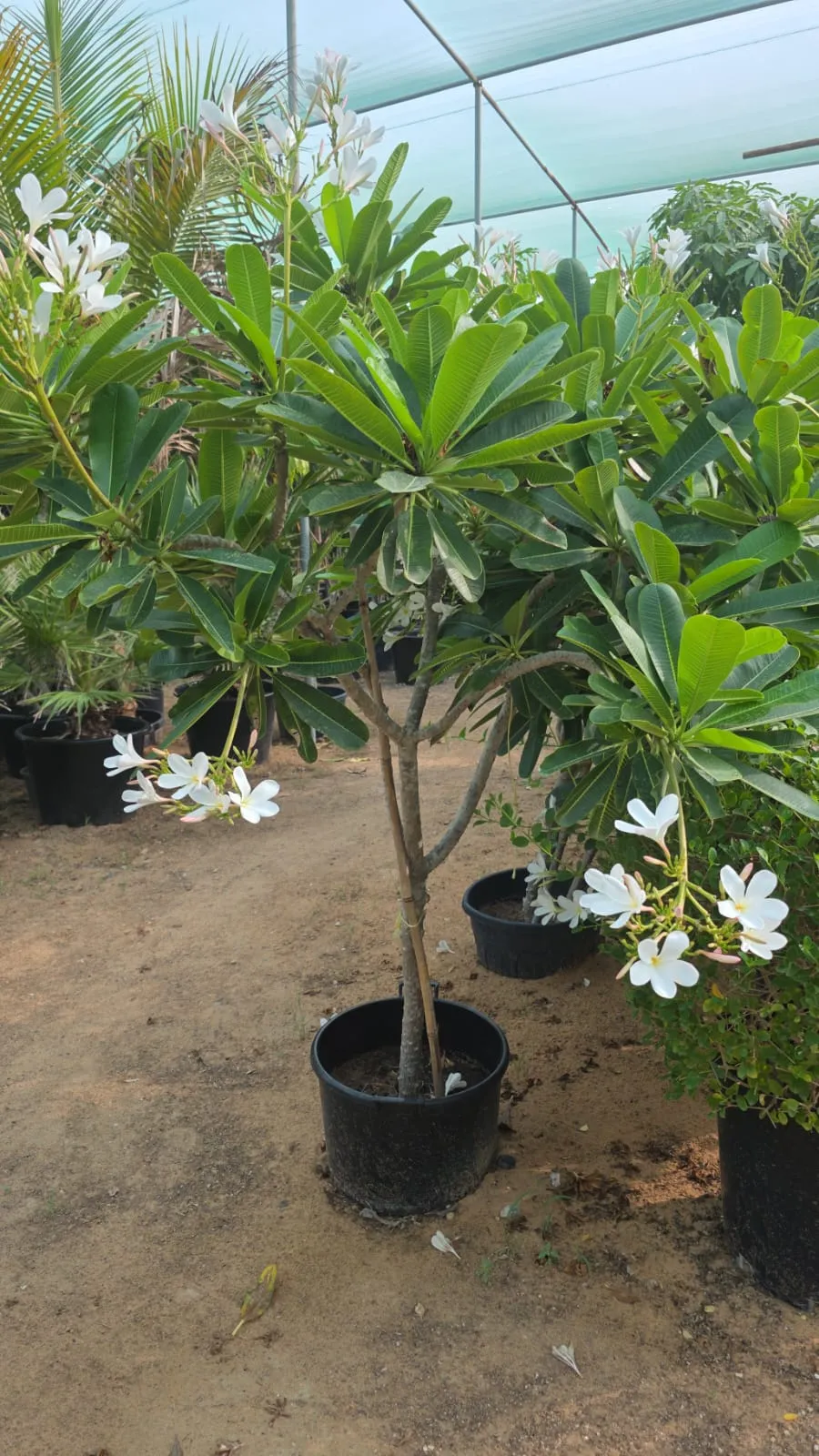 Plumeria obtusa – Evergreen Frangipani Flowering Tree for Tropical Landscapes - Image 6