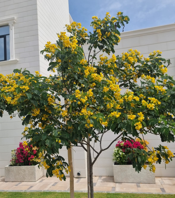 Cassia glauca