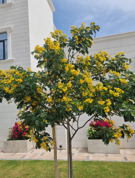 Cassia glauca