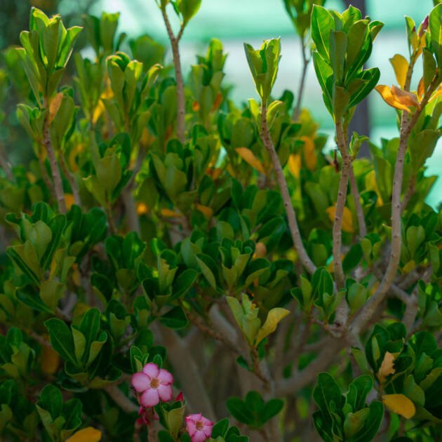 Adenium Desert Rose Plant | Flowering Succulent for Gardens