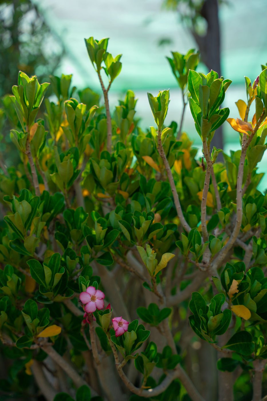 Adenium Desert Rose Plant | Flowering Succulent for Gardens