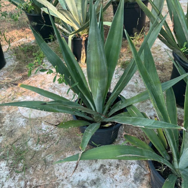 Agave Plant | Drought Tolerant Succulent for Landscaping