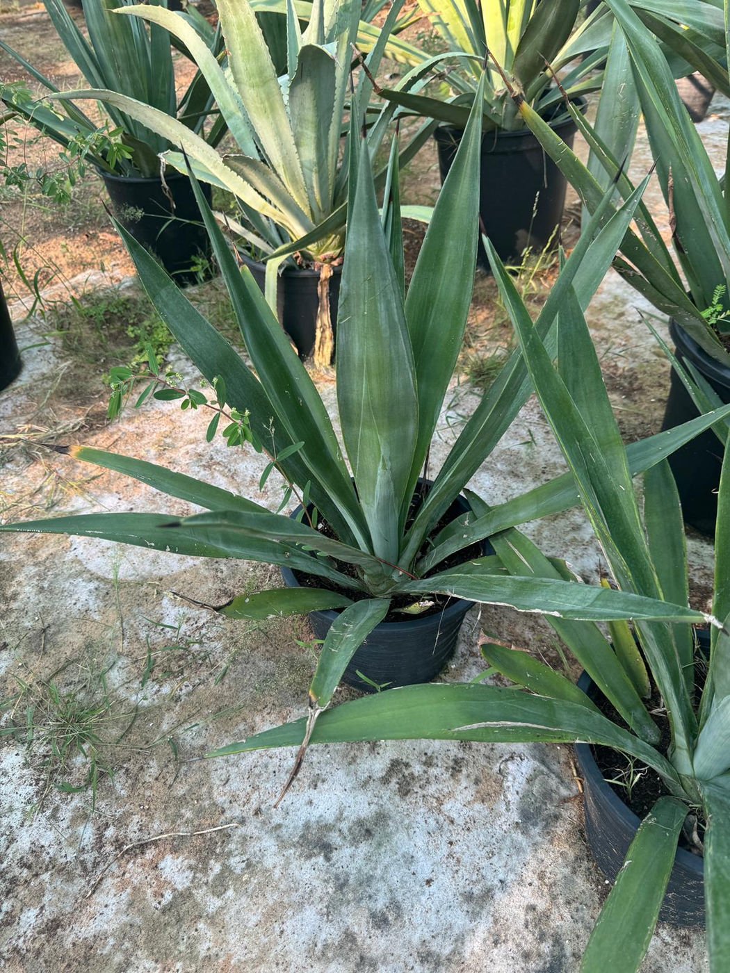 Agave Plant | Drought Tolerant Succulent for Landscaping