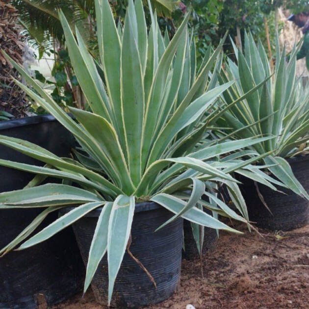 Agave americana Plant | Century Plant for Landscaping