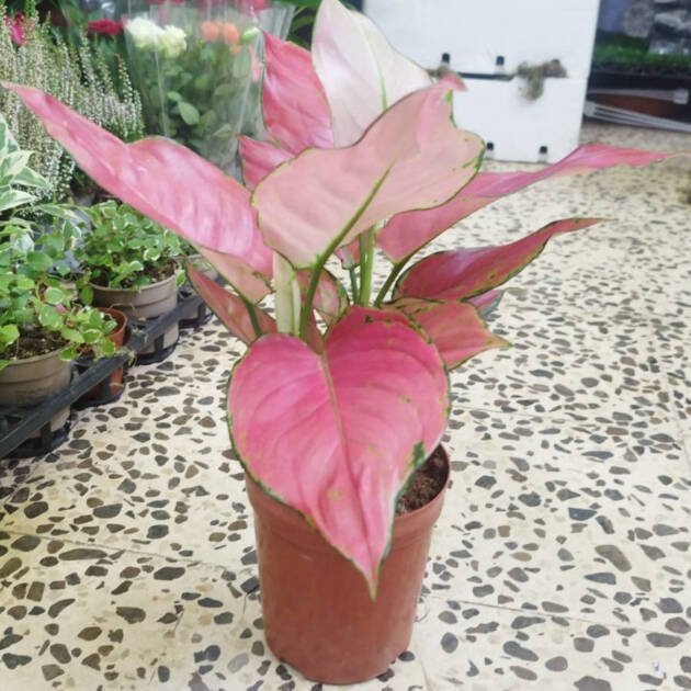 Aglaonema Plant | Beautiful Indoor & Landscape Foliage Plant