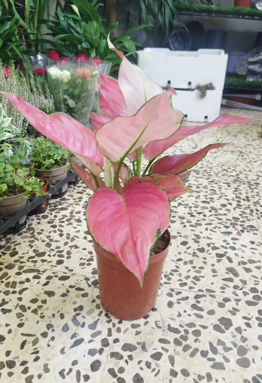 Aglaonema Plant | Beautiful Indoor & Landscape Foliage Plant