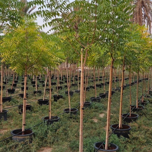 Albizia lebbeck Shirish Tree | Beautiful Shade Tree for Landscaping
