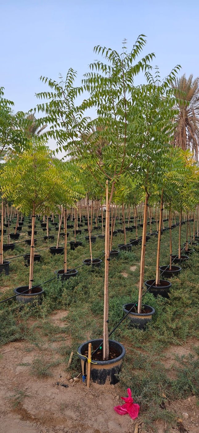 Albizia lebbeck Shirish Tree | Beautiful Shade Tree for Landscaping