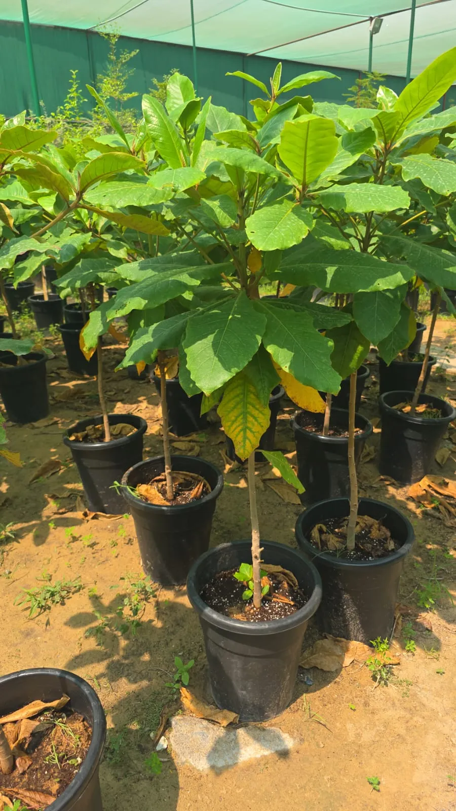 Terminalia catappa (Tropical Almond Tree) – Large Shade Tree with Colorful Foliage - Image 2