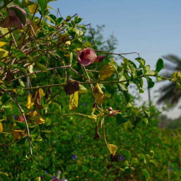 Allamanda Plant | Yellow Flowering Vine for Landscaping & Gardens