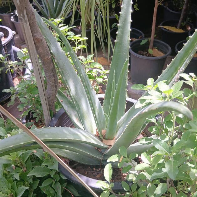 Aloe Vera Plant | Medicinal Succulent for Gardens & Landscaping