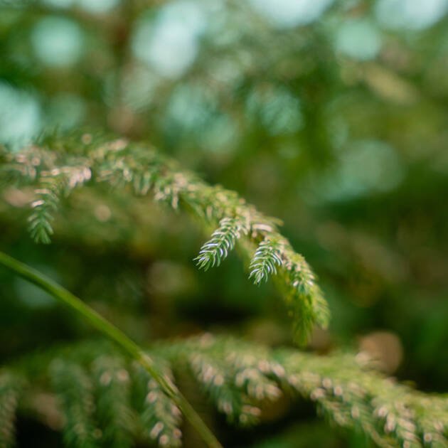 Araucaria heterophylla | Norfolk Island Pine for Landscaping