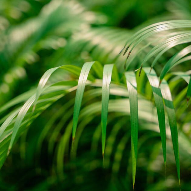 Areca Palm | Elegant Indoor & Outdoor Palm for Landscaping