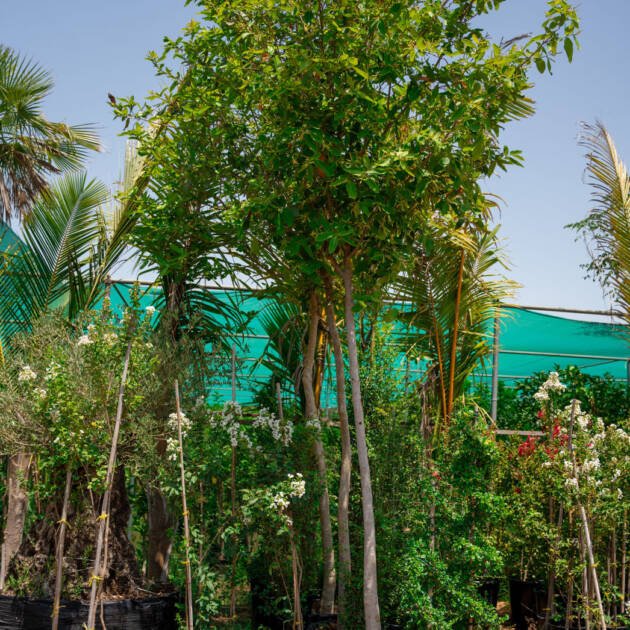 Arjun Tree (Terminalia arjuna) | Hardy Shade Tree for Landscaping