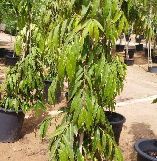Ashoka Tree (Saraca asoca) | Evergreen Ornamental Tree for Landscaping