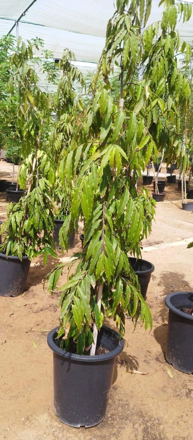 Ashoka Tree (Saraca asoca) | Evergreen Ornamental Tree for Landscaping