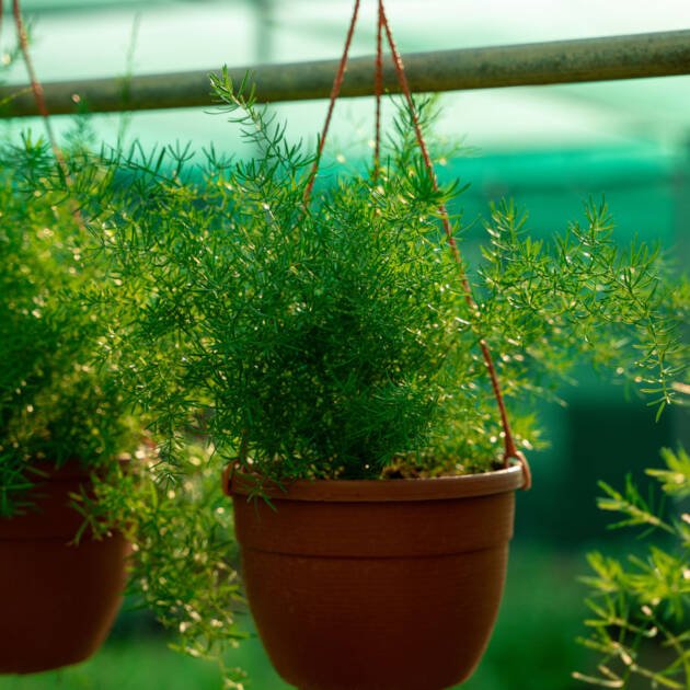 Asparagus Hanging Plant | Cascading Fern for Indoor & Outdoor Spaces
