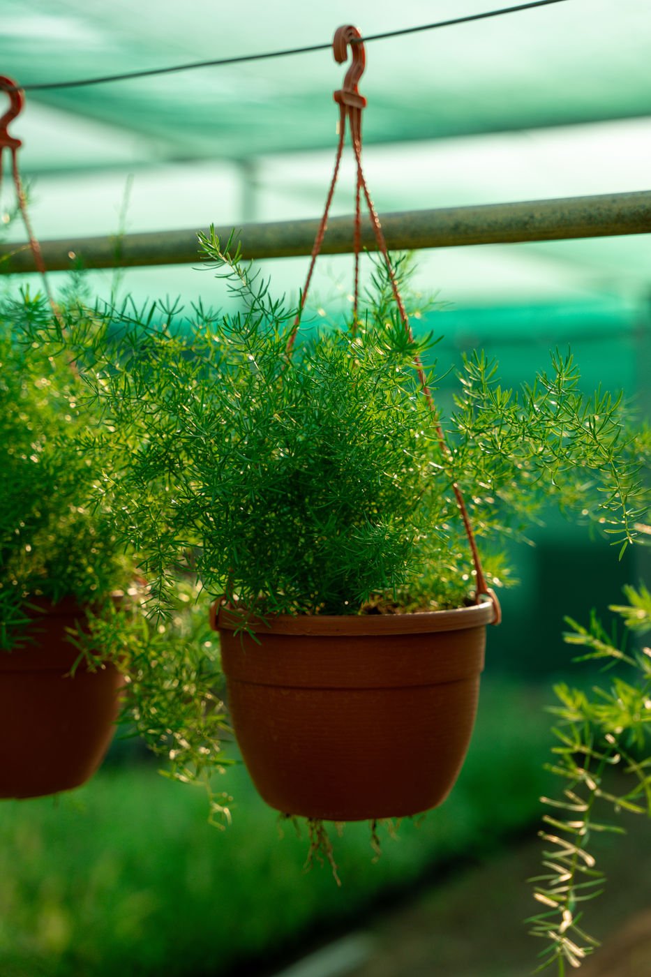 Asparagus Hanging Plant | Cascading Fern for Indoor & Outdoor Spaces