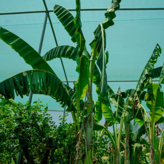 Banana Plant (Musa spp.) | Tropical Fruit & Ornamental Plant for Landscaping
