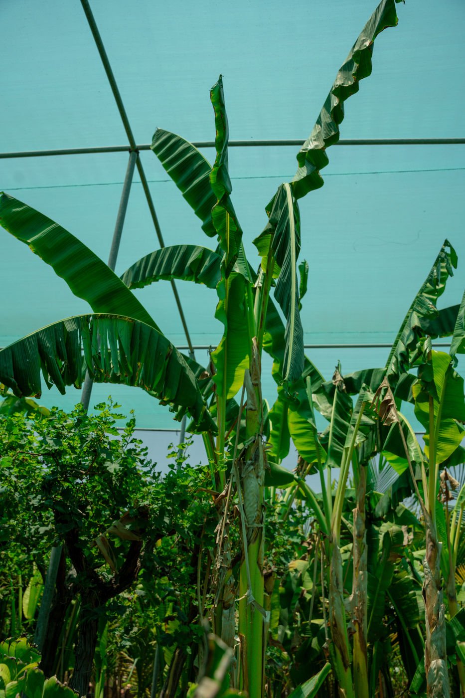 Banana Plant (Musa spp.) | Tropical Fruit & Ornamental Plant for Landscaping