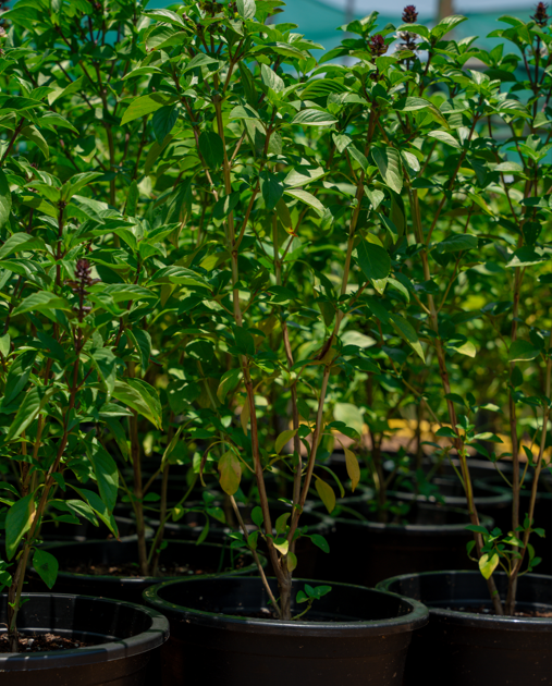 Basil Plant (Ocimum basilicum) | Aromatic Herb for Gardens & Landscaping