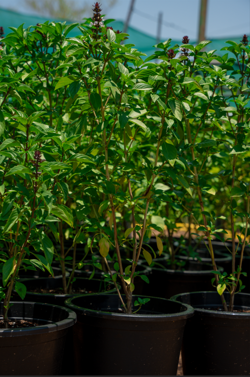 Basil Plant (Ocimum basilicum) | Aromatic Herb for Gardens & Landscaping