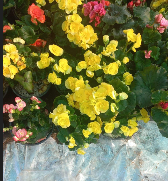 Begonia reniformis | Tropical Ornamental Foliage Plant for Gardens