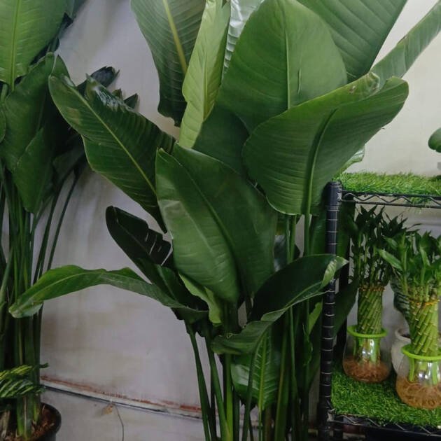 Bird of Paradise Plant | Tropical Flowering Plant for Landscaping