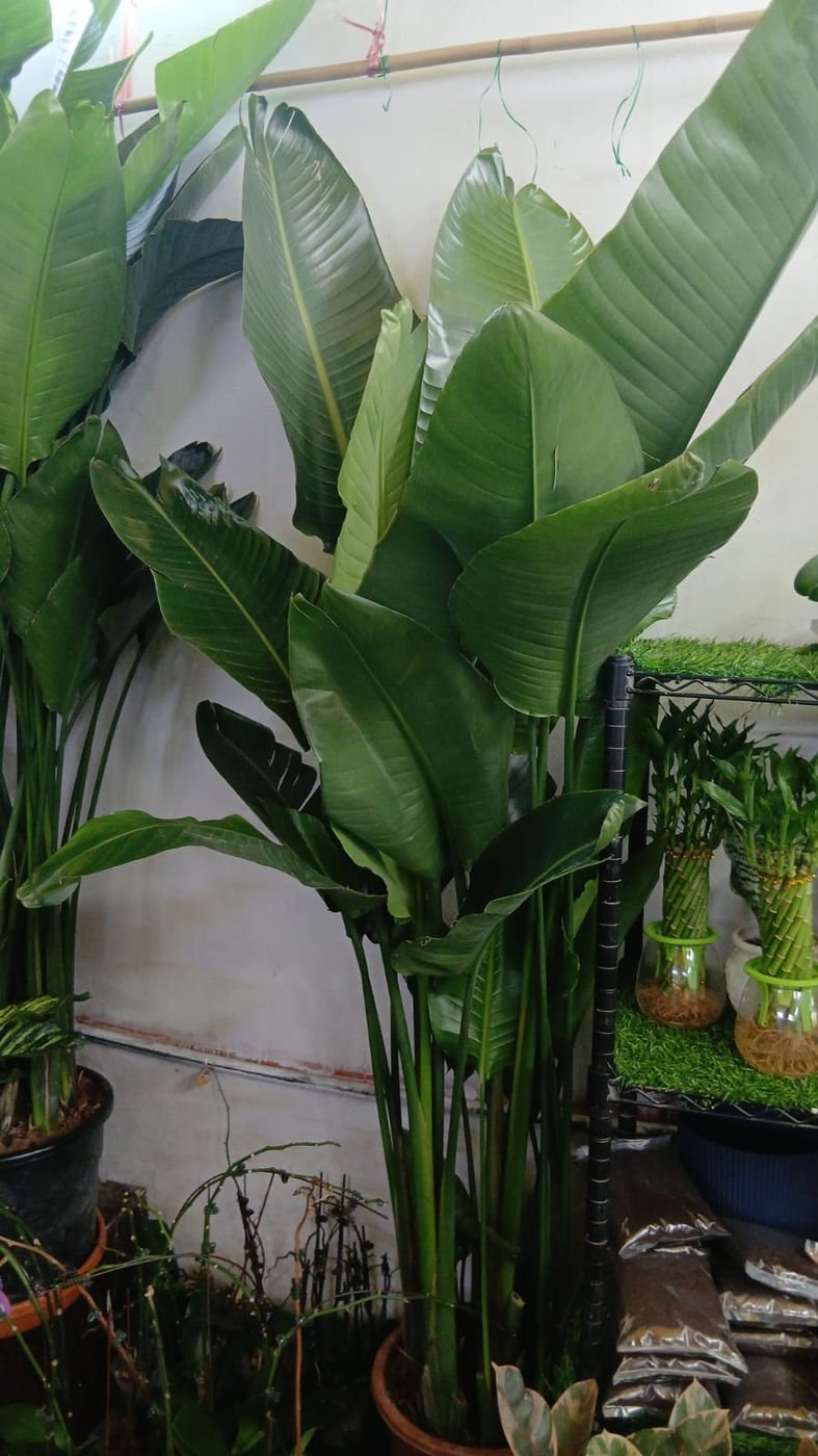 Bird of Paradise Plant | Tropical Flowering Plant for Landscaping