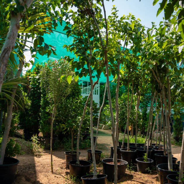 Blueberry Plant | Fruit-Bearing Shrub for Gardens & Landscaping