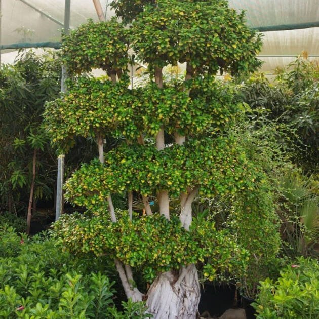 Bonsai Ficus Plant | Elegant Indoor & Outdoor Miniature Tree