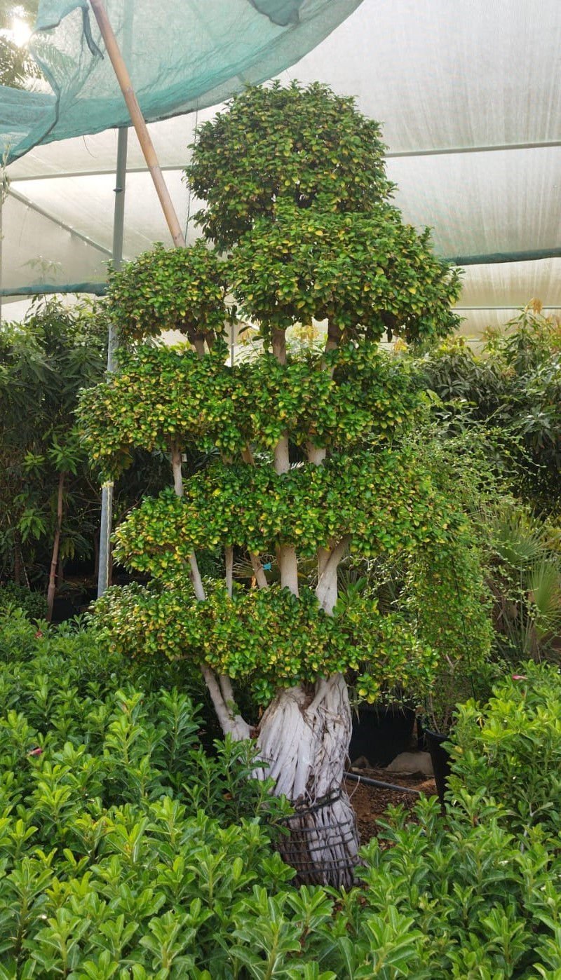 Bonsai Ficus Plant | Elegant Indoor & Outdoor Miniature Tree