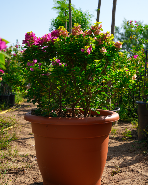 Bougainvillea Plant | Colorful Flowering Vine for Landscaping Gardens