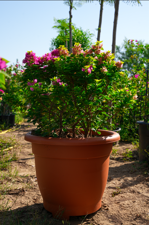 Bougainvillea Plant | Colorful Flowering Vine for Landscaping Gardens