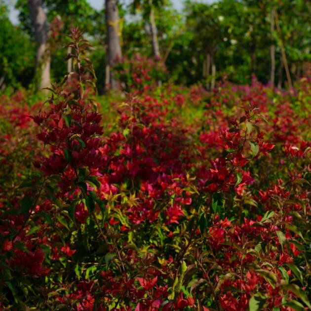 Bougainvillea Tomato Red | Vibrant Red Flowering Vine for Landscaping