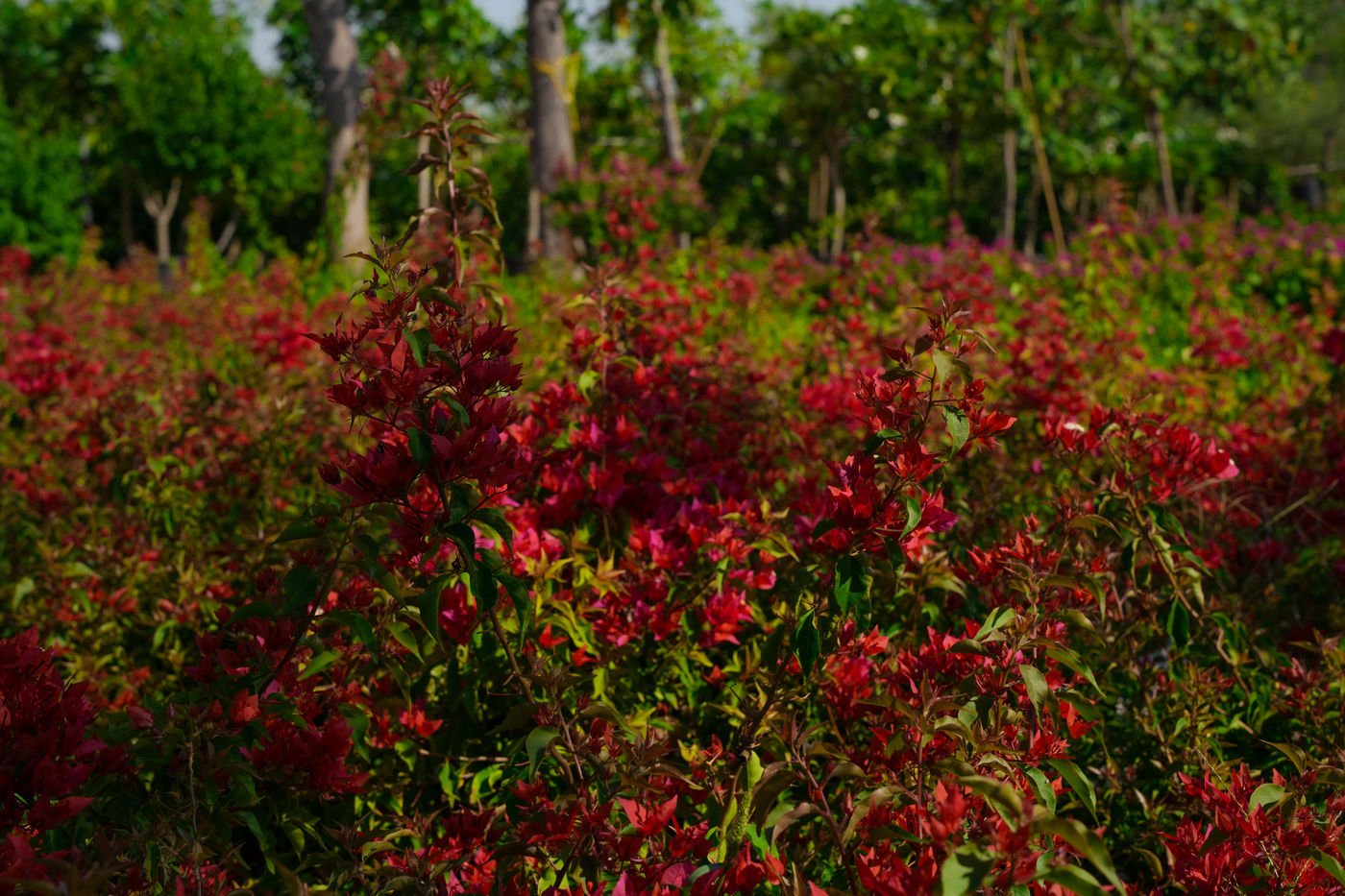 Bougainvillea Tomato Red | Vibrant Red Flowering Vine for Landscaping