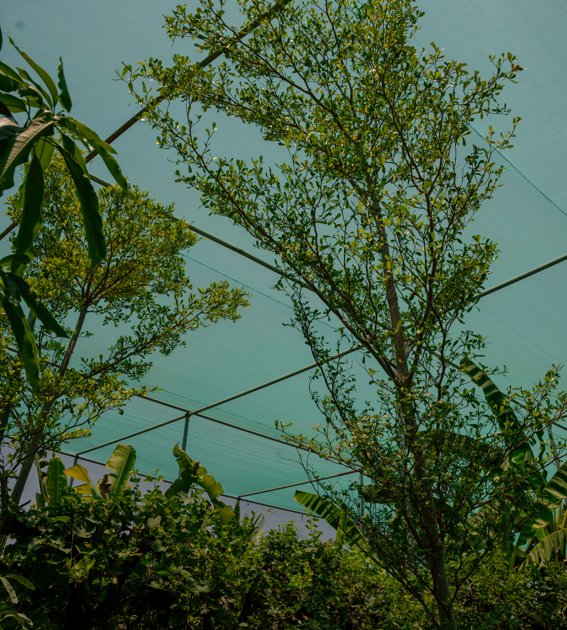 Black Olive Tree (Terminalia buceras) | Evergreen Landscape Tree in UAE