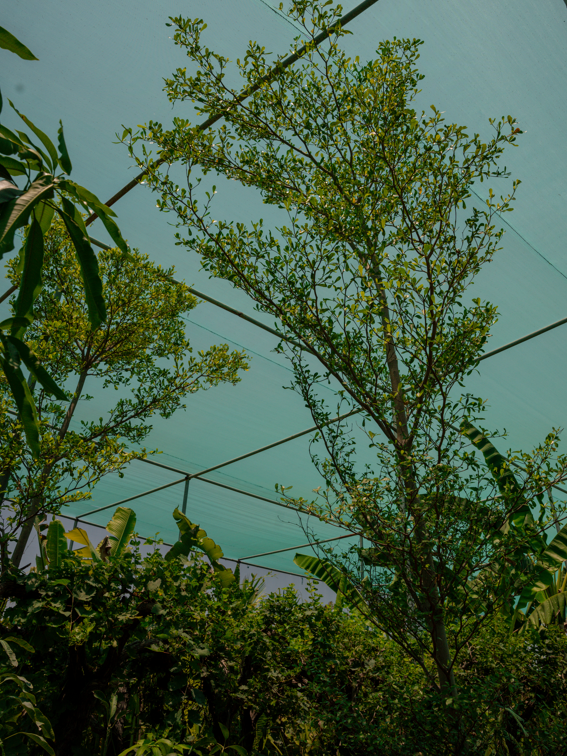 Black Olive Tree (Terminalia buceras) | Evergreen Landscape Tree in UAE