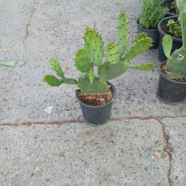 Opuntia ficus-indica | Prickly Pear Cactus for UAE Landscaping