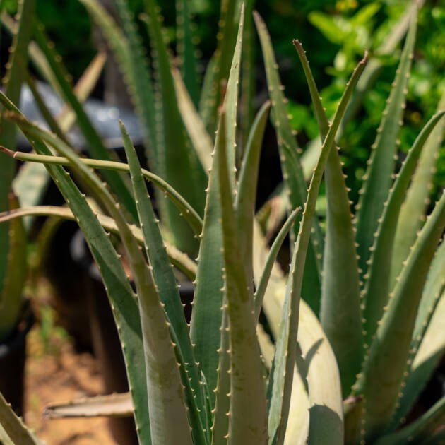 Aloe Vera cactus | Medicinal Succulent for UAE Gardens & Landscapes