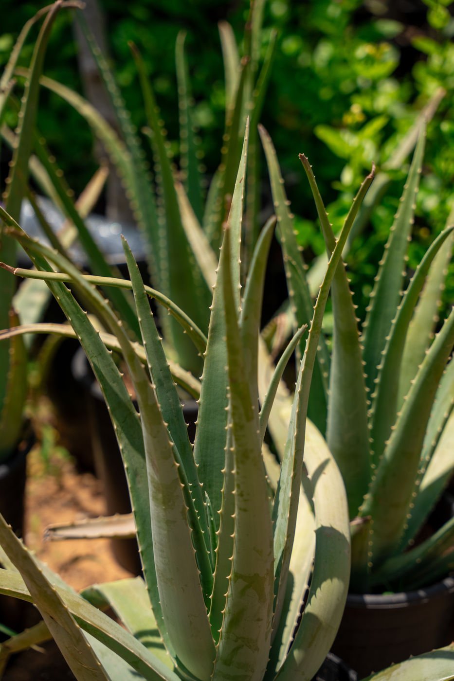 Aloe Vera cactus | Medicinal Succulent for UAE Gardens & Landscapes
