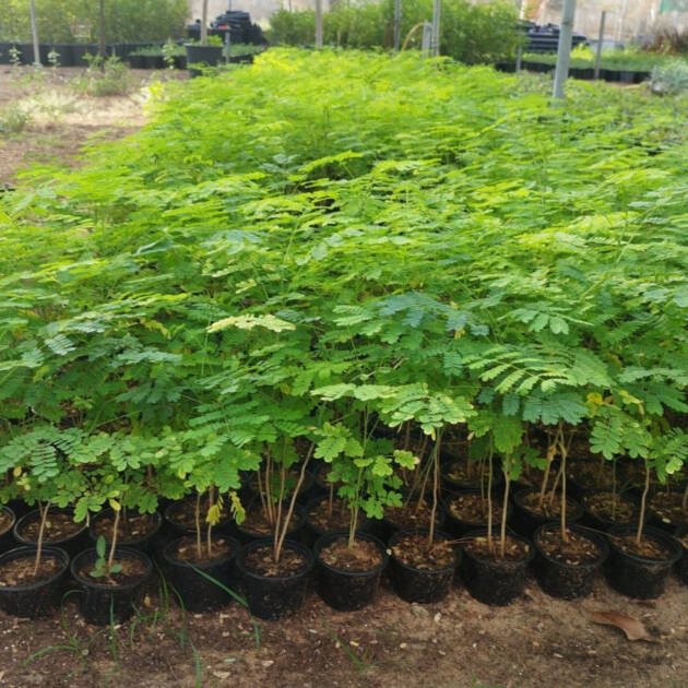 Caesalpinia Plant | Tropical Flowering Tree for UAE