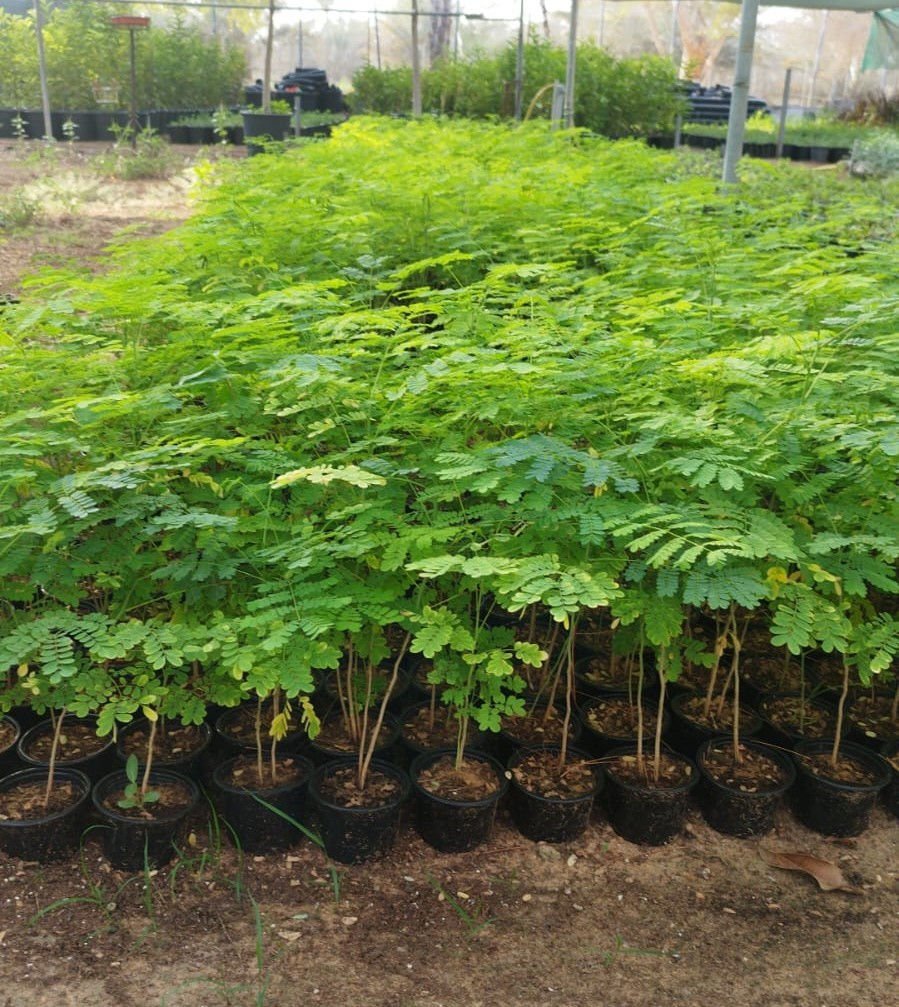 Caesalpinia Plant | Tropical Flowering Tree for UAE