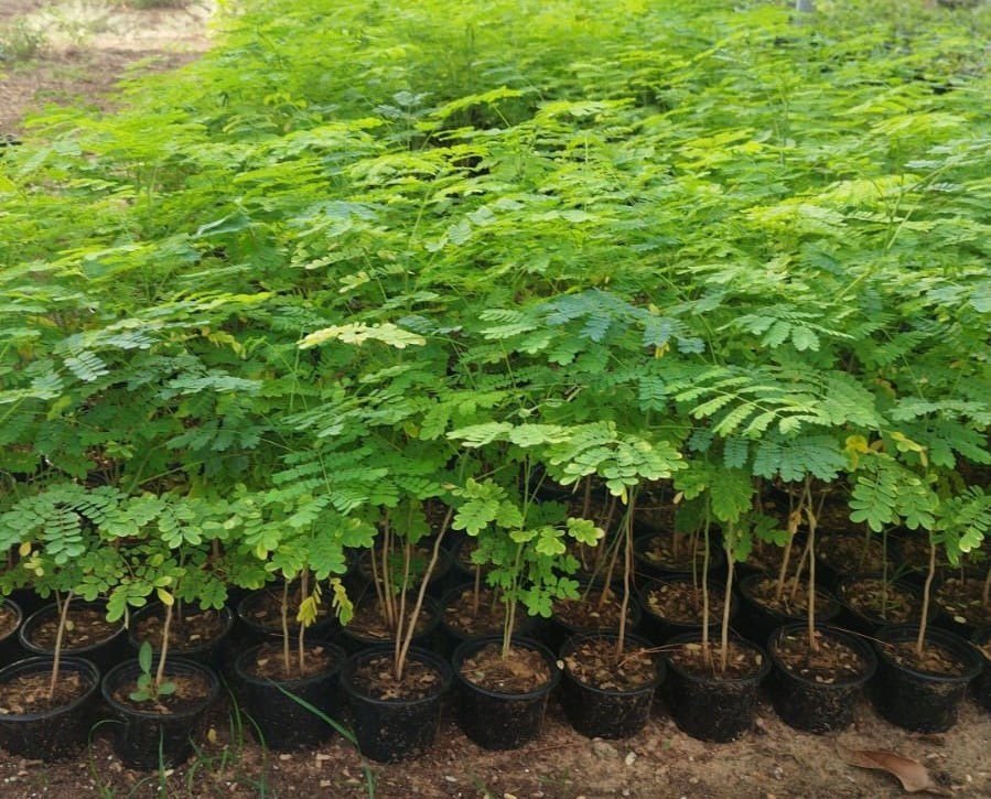 Caesalpinia Plant | Tropical Flowering Tree for UAE - Image 2