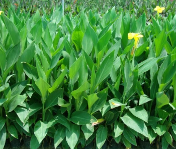 Yellow Canna Lily (Canna indica) – Tropical Flowering Plant with Bright Yellow Blooms